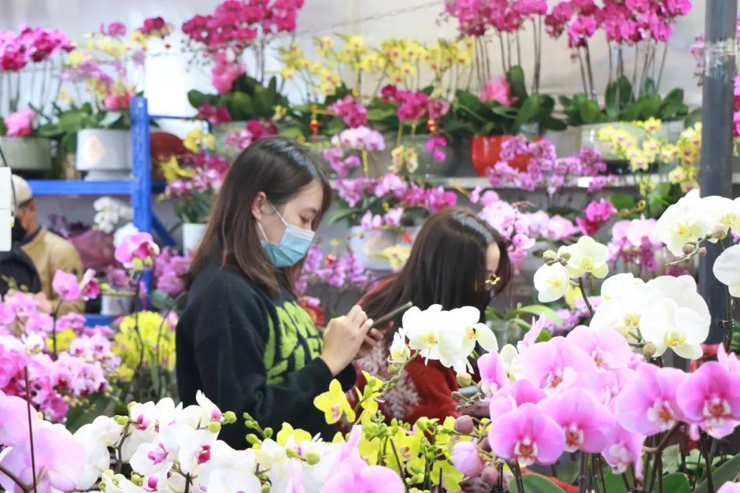 年花低至5元、接驳车增开班次！快来岭南花卉市场迎春花市买买买