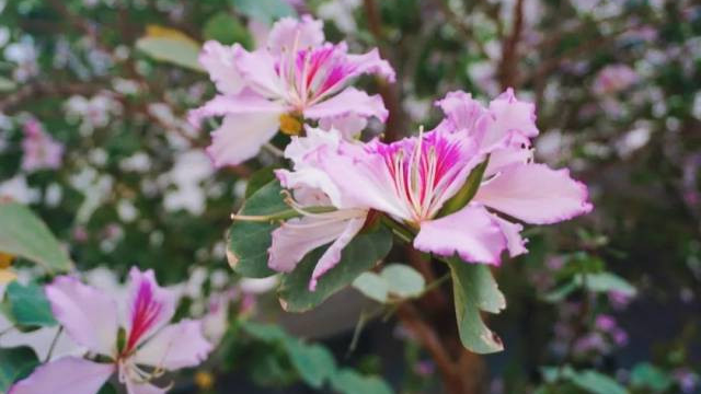 Photo | Date with blooming flowers in Guangzhou&#39;s Liwan as spring arrives