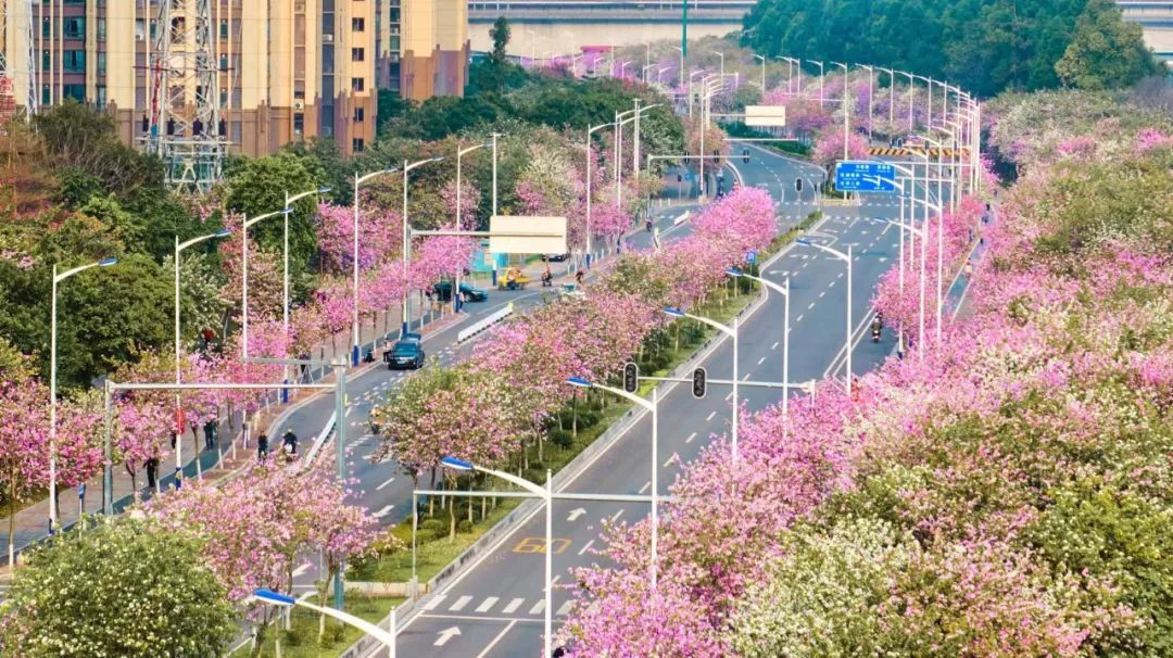 Explore these places in Guangzhou&#39;s Liwan to embrace the beauty of spring