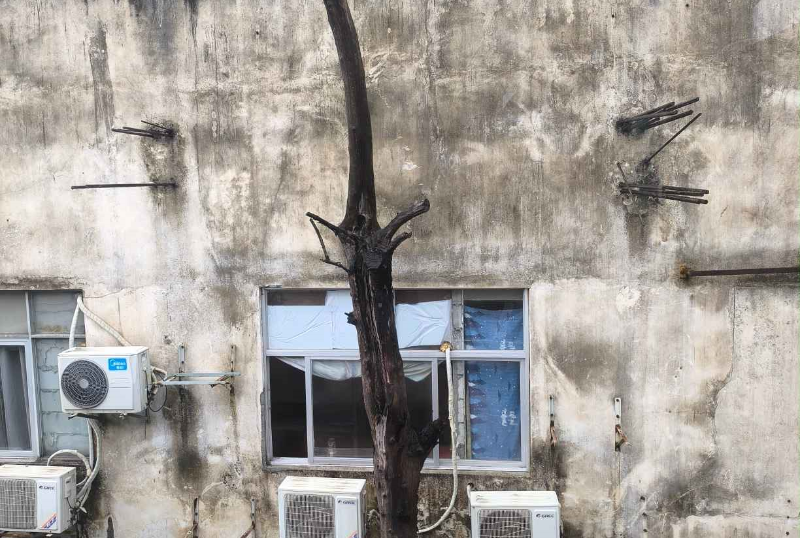 近日，花地街道12345热线接到市民求助，该居民反映荔湾区花地街西约一巷有一棵老树已经枯死，工作人员现场核实并与托儿所沟通移除，顺利消除隐患A.png