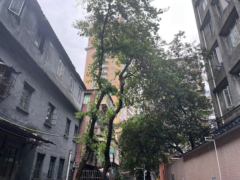 修剪后.jpg