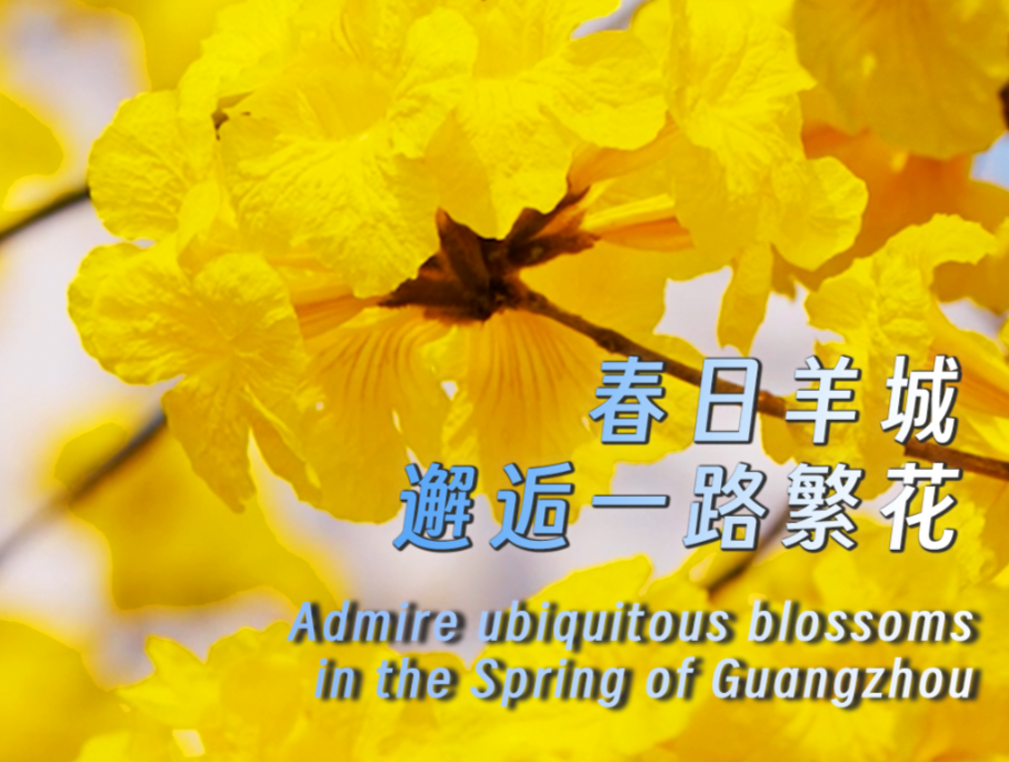 Admire ubiquitous blossoms in the Spring of Guangzhou